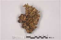 藏品(島衣屬)的圖片